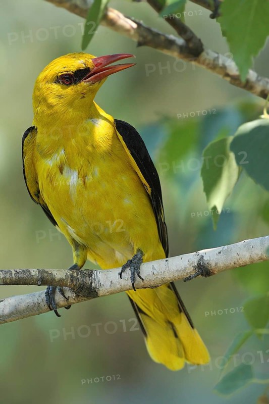 Eurasian Golden Oriole (Oriolus oriolus) male singing, Bulgaria