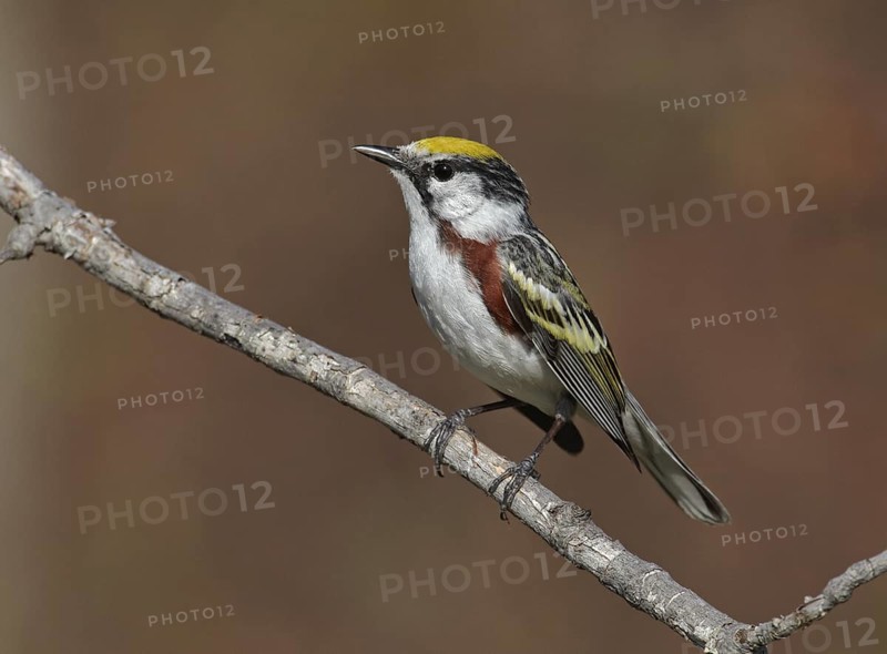 Chestnut-sided Warbler (Setophaga pensylvanica), Michigan, USA