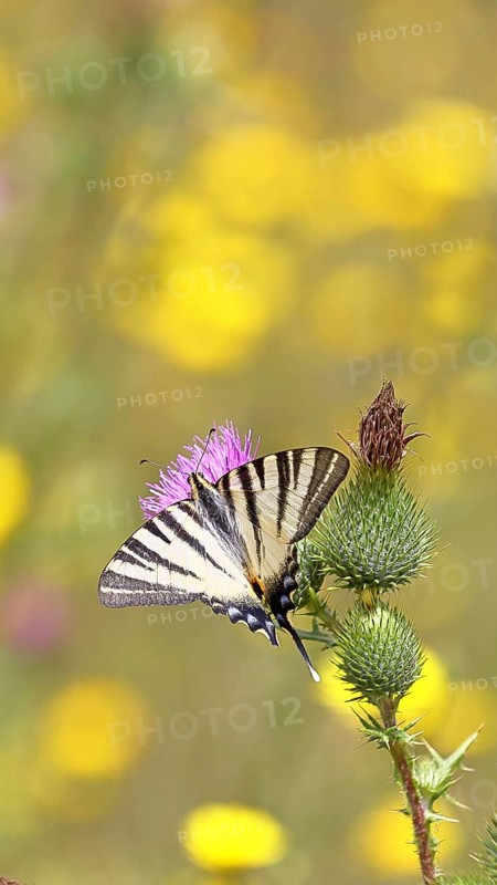 Sail butterfly (Iphiclides podalirius), on a flower of a field thistle (Cirsium arvense), in a vineyard, close-up, Moselle valley, Cochem, Rhineland-Palatinate, Germany