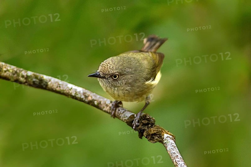 Mountain Thornbill (Acanthiza katherina), Queensland, Australia