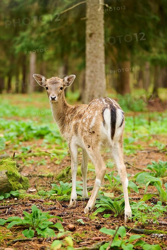European fallow deer (Dama dama) fawn standing in a forest, Bavaria, Germany