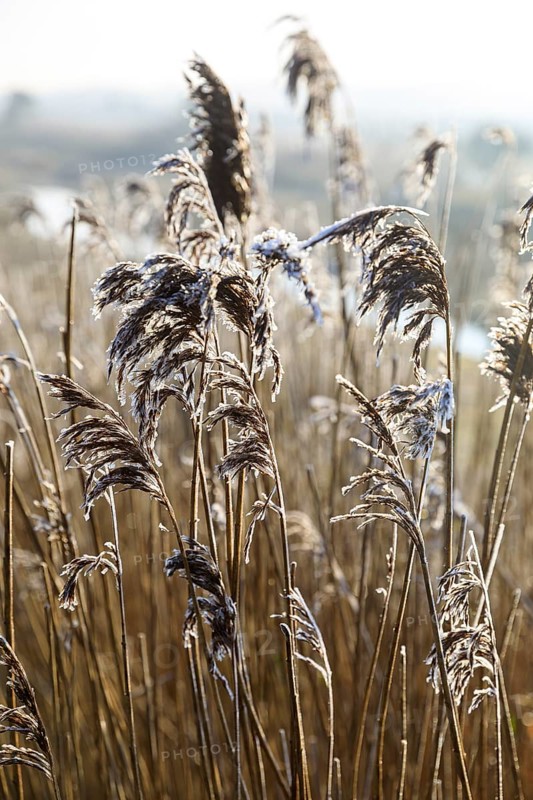 Panicles of reed (Phragmites australis) with hoar frost, Norderney, Lower Saxony, Germany