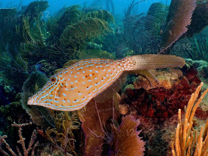 Script filefish (Aluterus scriptus)