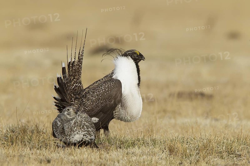 Sage Grouse (Centrocercus urophasianus) mating, California, USA
