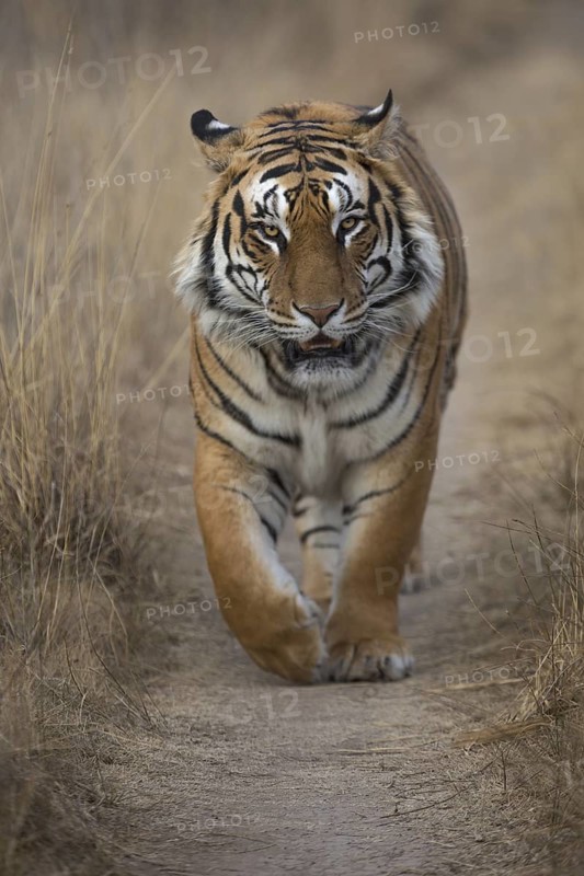 Bengal Tiger (Panthera tigris) male walking on trail, captive, Philippolis, South Africa