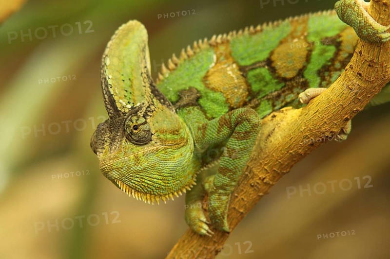 Yemen chameleon (Chamaeleo calyptratus), captive