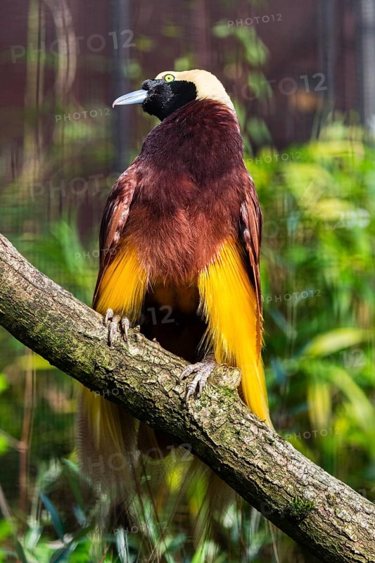 Raggiana Bird-of-paradise (Paradisaea raggiana), adult male bird perched on a branch, sunbathing itself, native to Papua New Guinea, captive, Germany