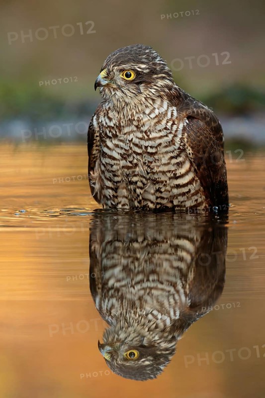 Eurasian Sparrowhawk (Accipiter nisus) male, Utrecht, Netherlands
