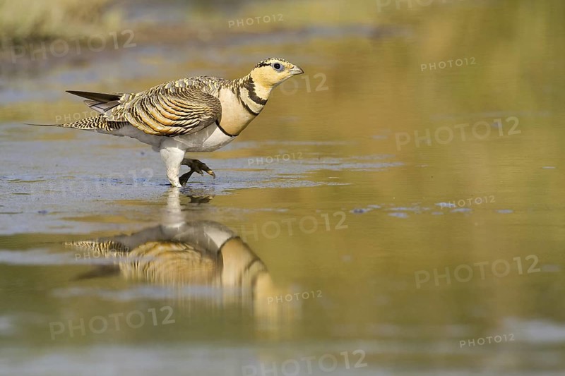 Pin-tailed Sandgrouse (Pterocles alchata) male, Castile-La Mancha, Spain