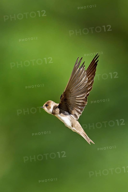 Sand martin (Riparia riparia), in flight, Reussegg nature reserve, Canton Aargau, Switzerland
