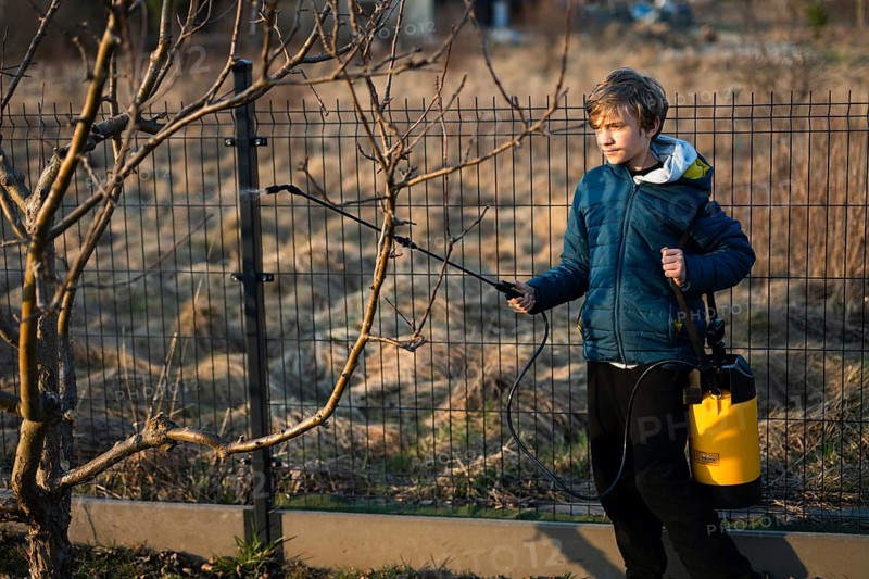 Young gardener spraying fruit tree branches with a manual pump sprayer for pest control and disease prevention in early spring in Poland