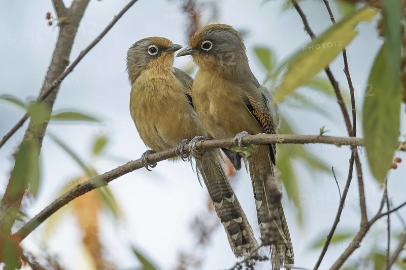 Spectacled Barwing (Actinodura ramsayi), Doi Lang, Thailand