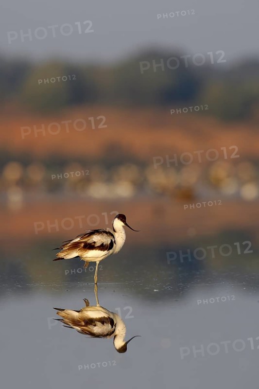 Pied Avocet (Recurvirostra avosetta), Andalusia, Spain