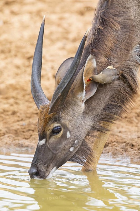 Nyala, lowland nyala, lowland nyala, (Tragelaphus angasii), antelope, drinks water, Mkuze Game Reserve, Mkuze, KwaZulu-Natal, S¸dafrica