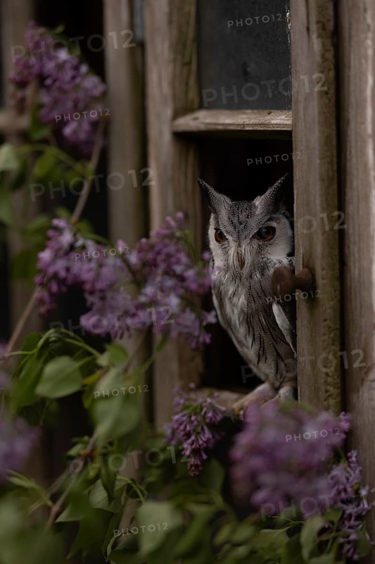 Southern White-faced Owl (Ptilopsis granti) captive, Germany
