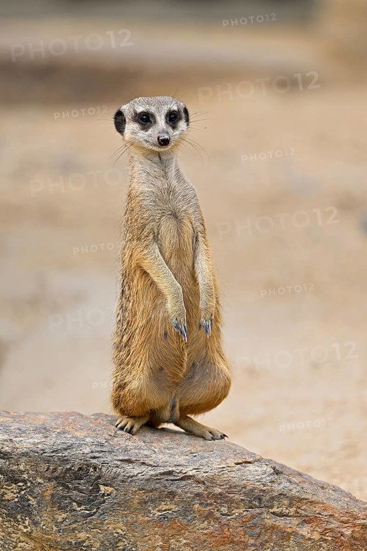 Meerkats (Suricata suricatta), alert, captive, Switzerland