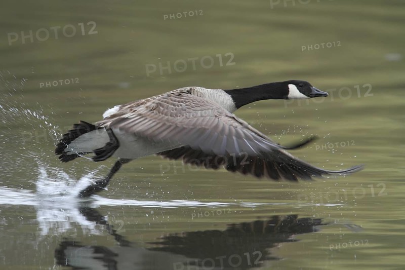 Canada Goose (Branta canadensis) flying, North Rhine-Westphalia, Germany