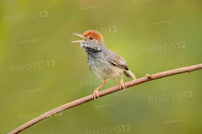 Cambodian Tailorbird (Orthotomus chaktomuk) male singing, perched on a branch, Phnom Penh, Cambodia