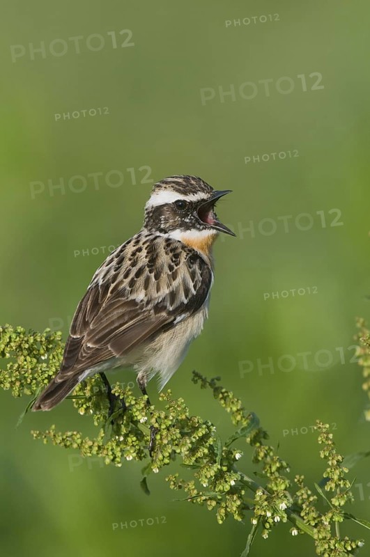 Braunkehlchen (Saxicola rubetra) Whinchat
