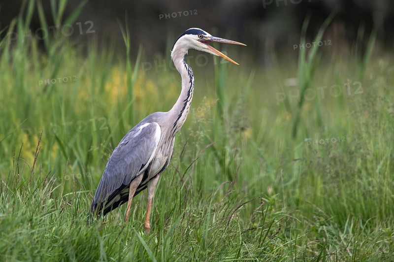 Grey Heron (Ardea cinerea) calling, Subotica, Serbia