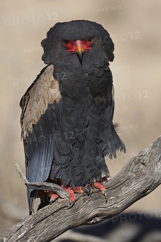 Bateleur (Terathopius ecaudatus), Northern Cape, South Africa