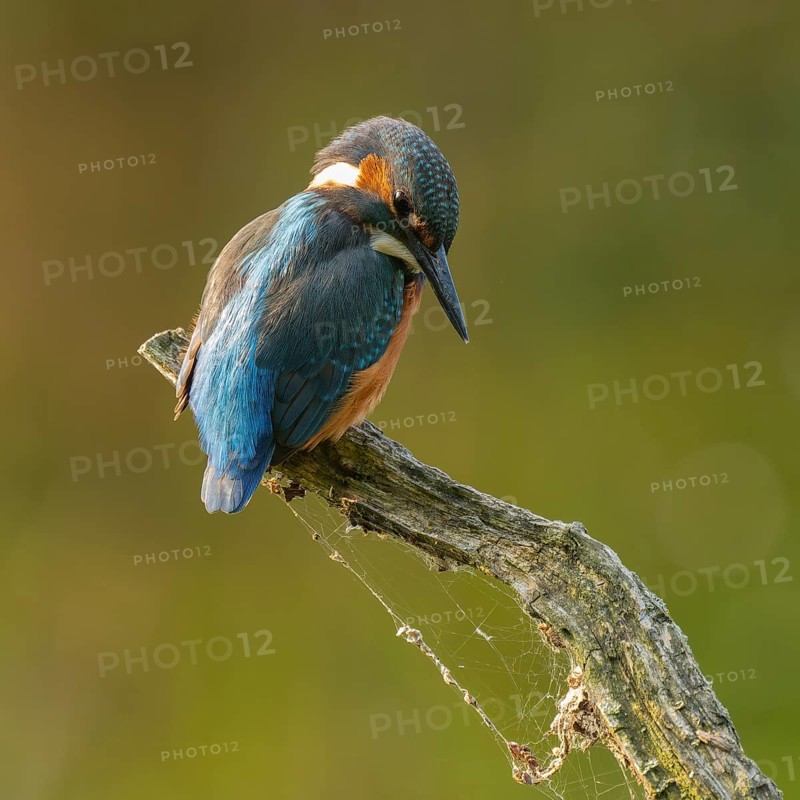 Kingfisher (Alcedo atthis) sitting on an old branch, perch and looking for prey, Lower Saxony, Germany