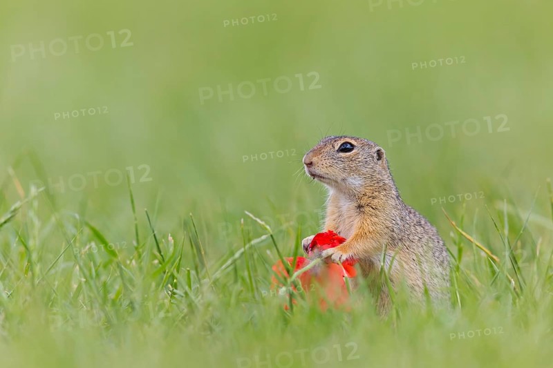 European ground squirrel, (Spermophilus citellus), Schlichtziesel, animals, mammals, family of squirrels, Lobau, Vienna, Lower Austria, Austria