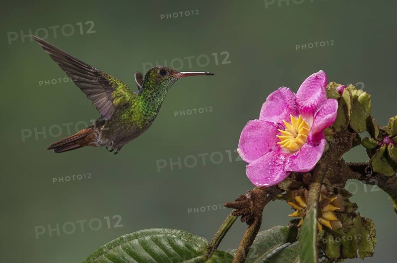 Rufous-tailed Hummingbird (Amazilia tzacatl), Costa Rica