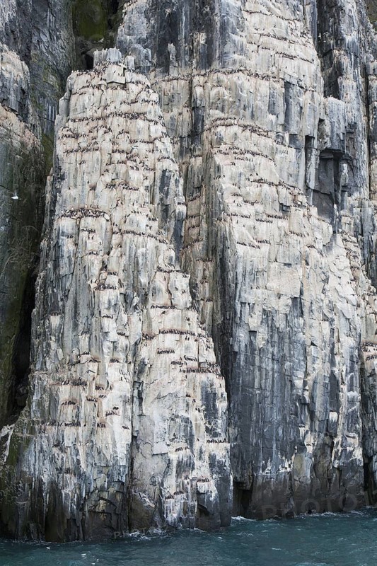 Alkefjellet, sea cliff housing seabird colony of thick-billed murres (Uria lomvia), Brünnich's guillemots at Hinlopenstretet, Svalbard, Norway