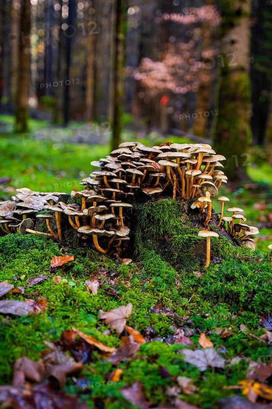 Tree stump with lots of mushrooms in the mossy forest, autumn atmosphere, tree planting campaign, Waldbike Calw, district of Calw, Black Forest, Germany