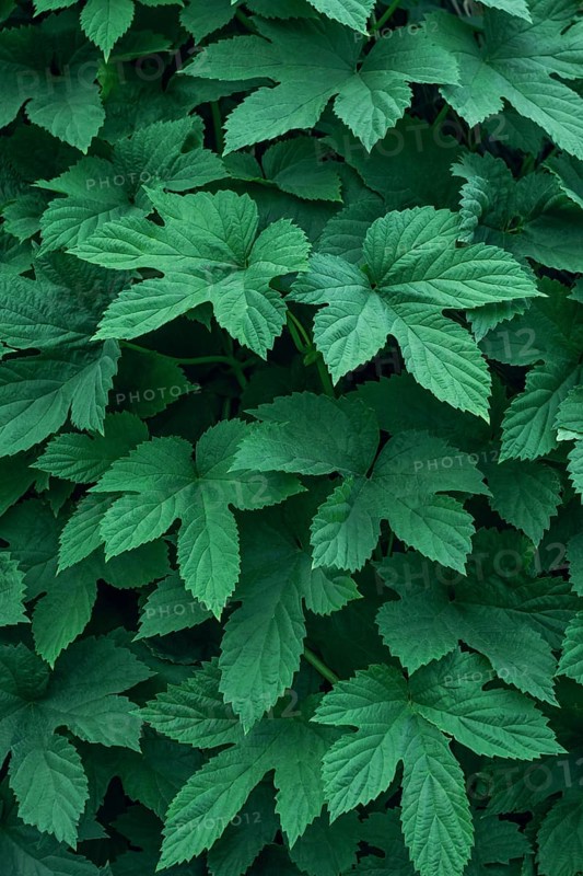 A close-up view of the vibrant green, textured leaves of Japanese hops, highlighting its intricate leaf patterns and deep green color