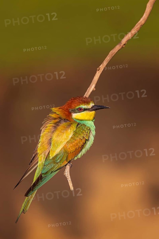 European Bee-eater (Merops apiaster) perched on a branch, Saxony-Anhalt, Germany