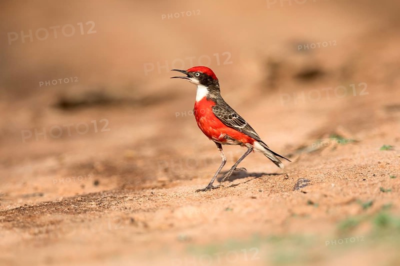 Crimson Chat (Epthianura tricolor) male perched on the ground, Victoria, Australia