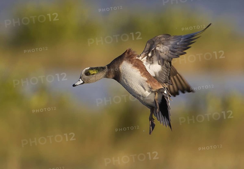 American Wigeon (Mareca americana) male flying, Florida, USA