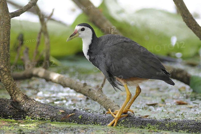 White-breasted Waterhen (Amaurornis phoenicurus), Sri Lanka