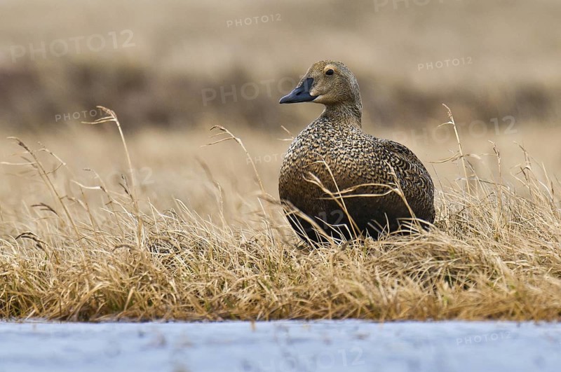 King Eider (Somateria spectabilis) female, Alaska, USA
