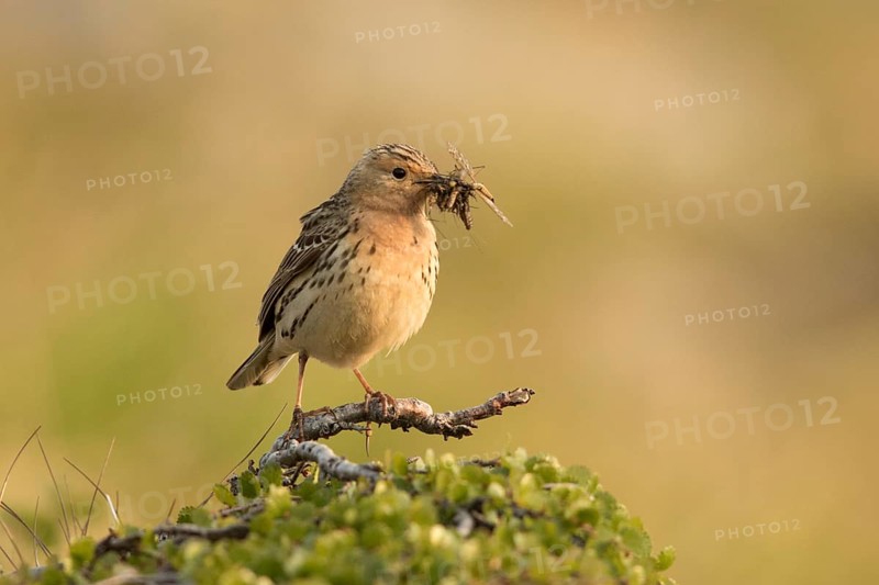 Red-throated Pipit (Anthus cervinus) with insects in its beak, Norway