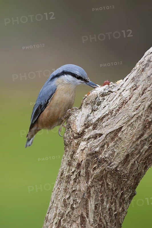 Eurasian Nuthatch (Sitta europaea), Berlin, Germany