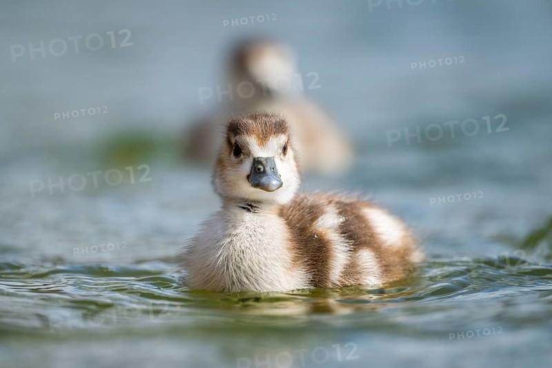 Egyptian goose (Alopochen aegyptiaca) chicks swimming on a lake, Bavaria, Germany