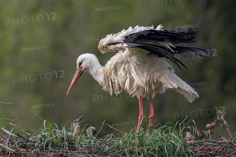White Stork (Ciconia ciconia) with chicks in nest, North Rhine-Westphalia, Germany