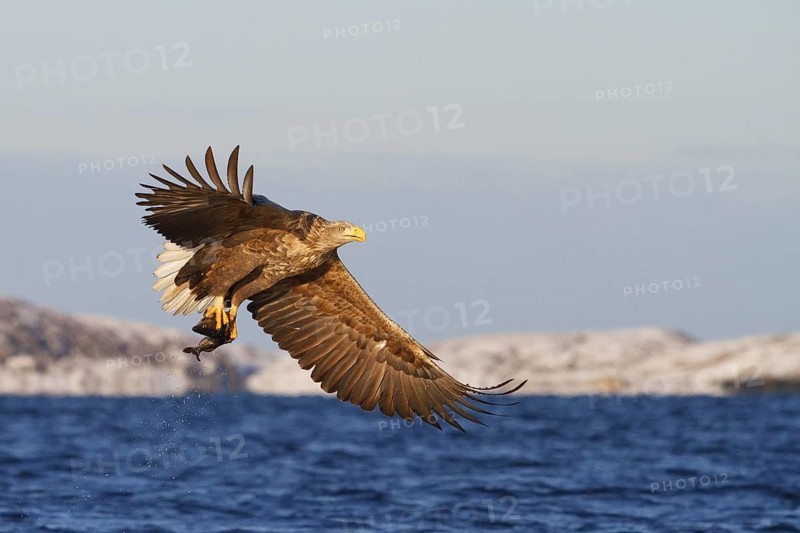 White-tailed Eagle (Haliaeetus albicilla) flying, Norway