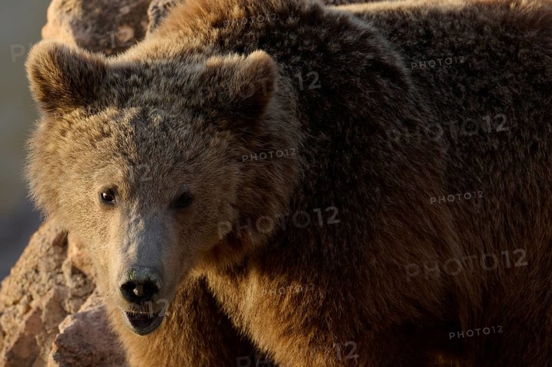 A close up image of a brown bear standing among rocks in its wild sanctuary, captured in warm, soft lighting. The bear looks curious and majestic, showcasing its thick fur