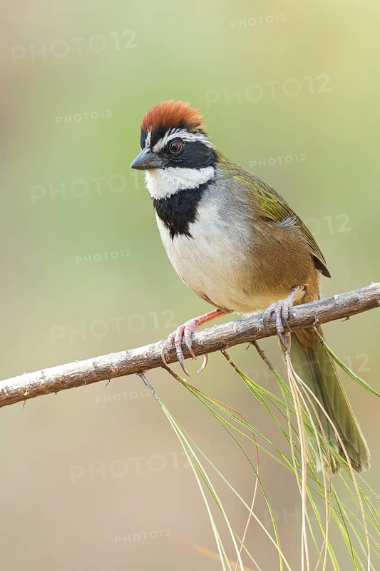 Collared Towhee (Pipilo ocai) perched on a branch in Oaxaca, Mexico