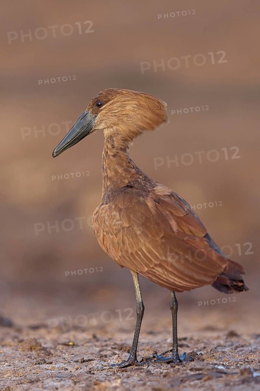 Hammerhead, Hammerhead, Hamerkop, (Scopus umbretta), Ombrette africaine, Avemartillo, Shadebird, Waterbird, Marakissa River Camp / Canoe tri, Marakissa, South Bank, Gambia