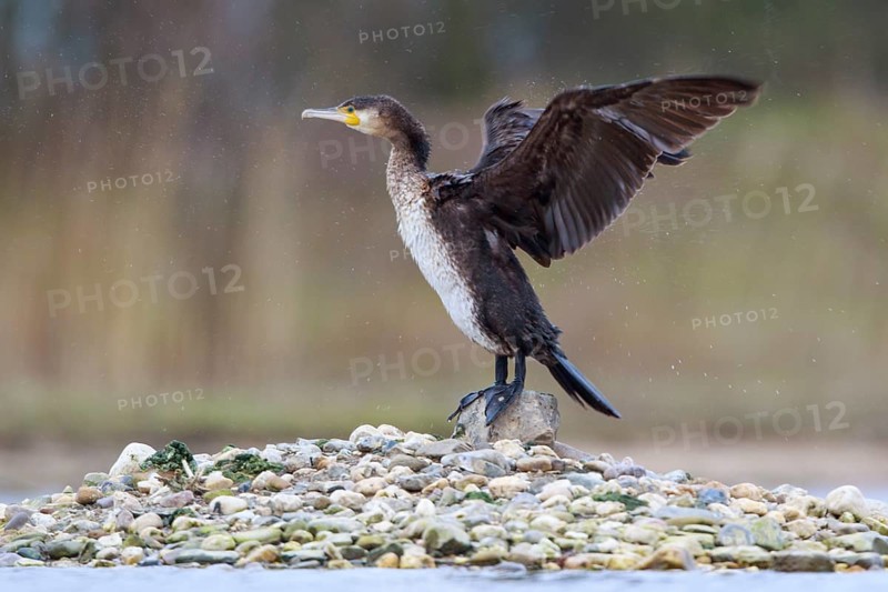 Great Cormorant (Phalacrocorax carbo) flapping wings, North Rhine-Westphalia, Germany