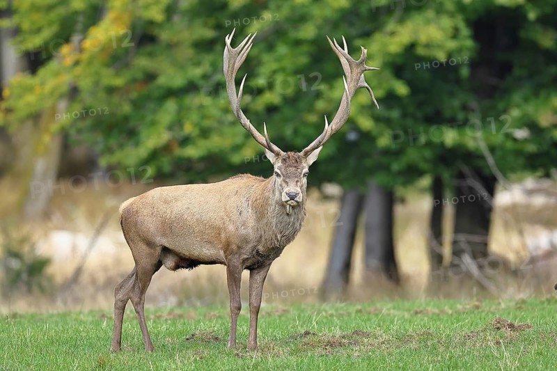 Red deer (Cervus elaphus) during the rutting season, capital stag in a forest clearing, wildlife, autumn, Sauerland, North Rhine-Westphalia, Germany