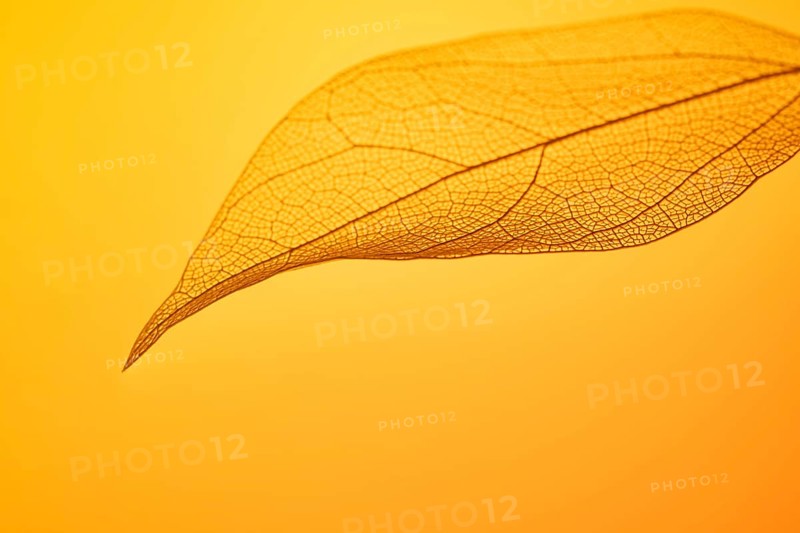 A single leaf skeleton with intricate vein patterns is captured against a vibrant orange background. The delicate structure and details highlight nature's artistic design