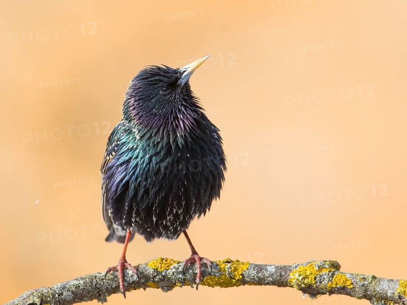 Common Starling (Sturnus vulgaris), Mecklenburg-Western Pomerania, Germany