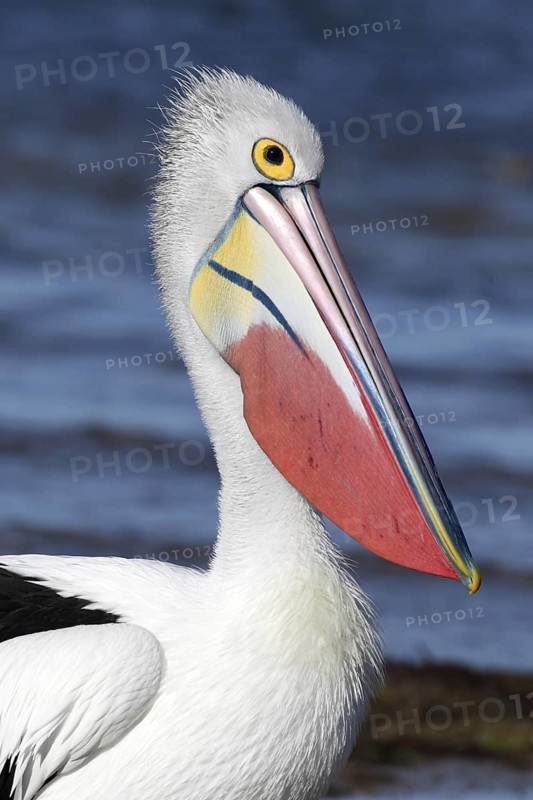 Australian Pelican (Pelecanus conspicillatus), South Australia, Australia