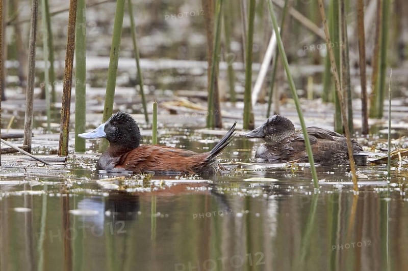 Ruddy Duck (Oxyura jamaicensis), Ecuador